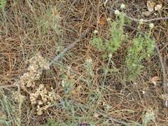 Centruroides ornatus