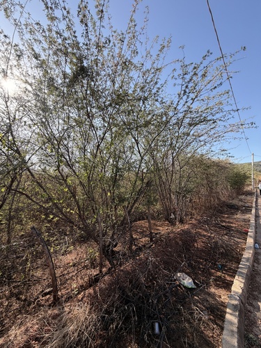 Mimosa tenuiflora