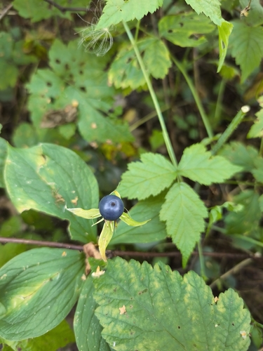 Herb Paris