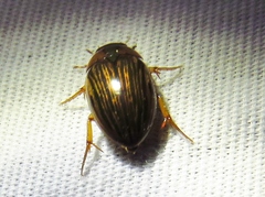 Tropisternus collaris