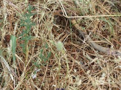 Trifolium angustifolium