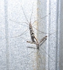 Tipula trivittata
