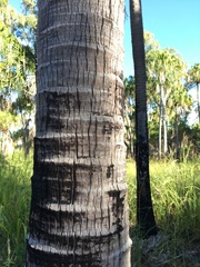 Livistona decora