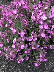 Phlox subulata