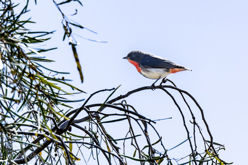 Mistletoebird