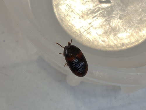 Platydema subfascia, 2026-08-09