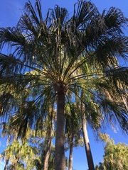 Livistona decora