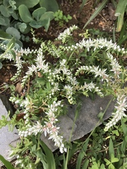 Sedum ternatum