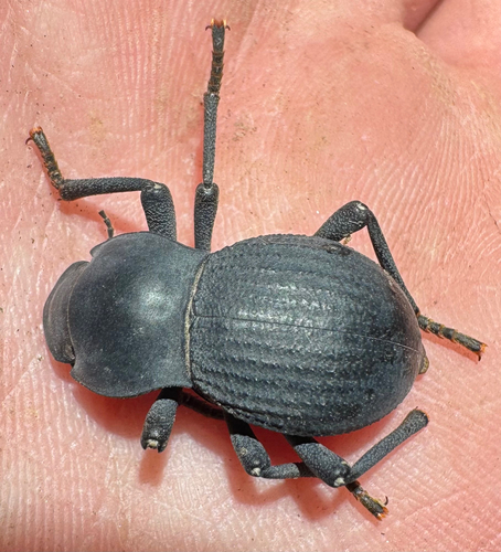 Asbolus mexicanus angularis