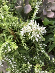 Sedum ternatum