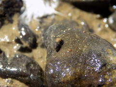 Potamopyrgus antipodarum