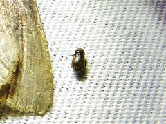Heteroceridae