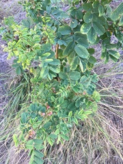 Indigofera tinctoria