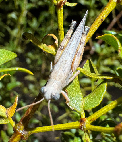 Desert Clicker Grasshopper