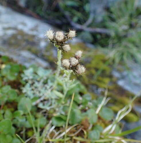 Antennaria alpina, photograph 2