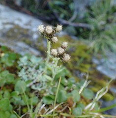 Antennaria alpina, photograph (c) agujaceratops, some rights reserved (CC BY)