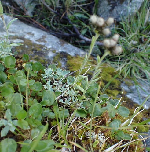 Antennaria alpina, photograph 1