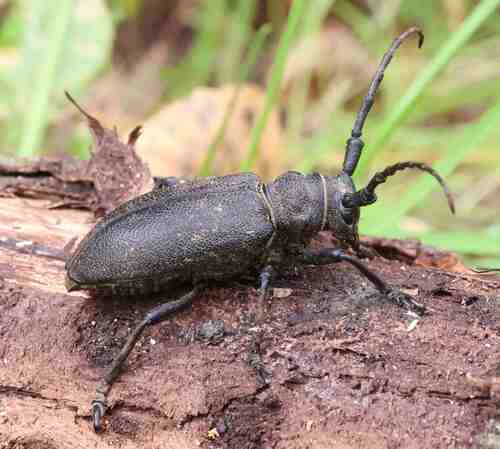 Weaver beetle