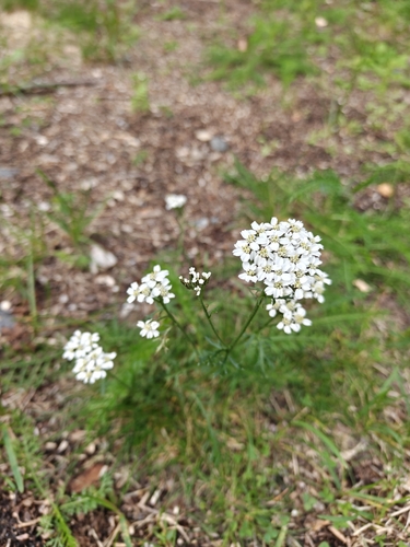 common yarrow