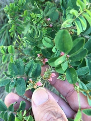 Indigofera tinctoria