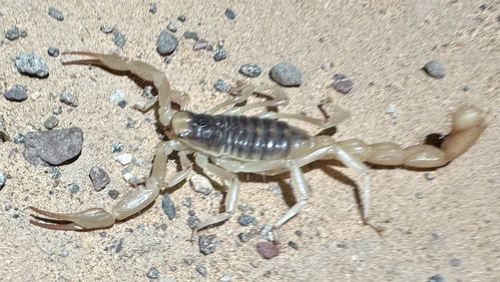 Desert Hairy Scorpion