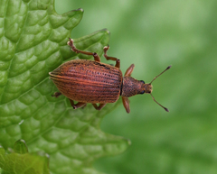 Polydrusus mollis
