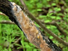 Fusicolla merismoides