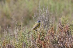 Motacilla flava iberiae
