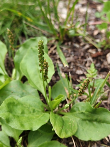 greater plantain
