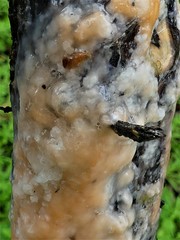 Fusicolla merismoides