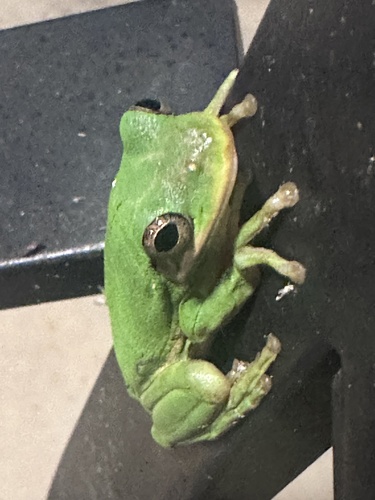 Green Treefrog