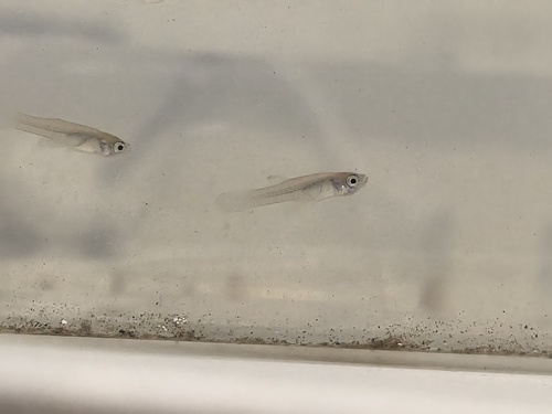 Western Mosquitofish