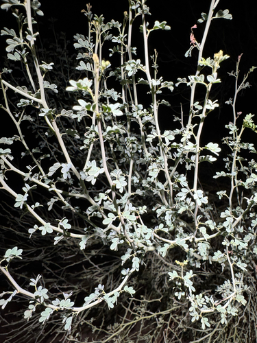 blue palo verde