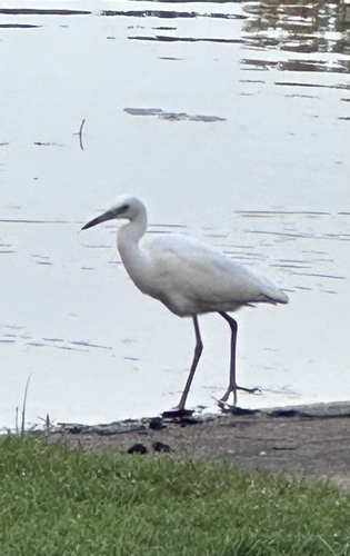 Little Blue Heron