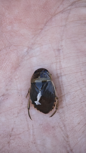 Eurasian Saucer Bug