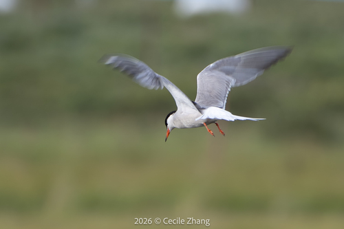 Common Tern