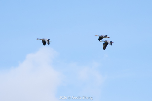 Bar-headed Goose