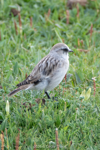 White-rumped Snowfinch