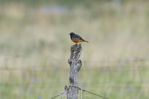 Black Redstart