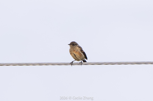 Siberian Stonechat