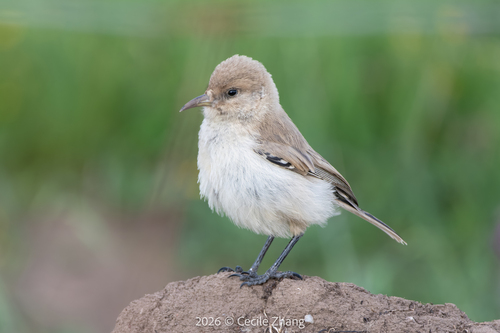 Ground Tit