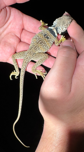 Desert Collared Lizard