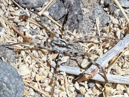 Syspira longipes