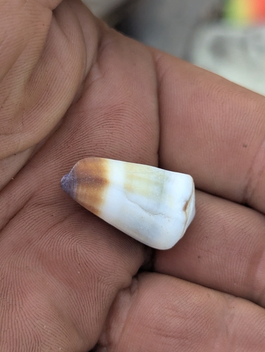 Conus muriculatus observed 2026-08-09