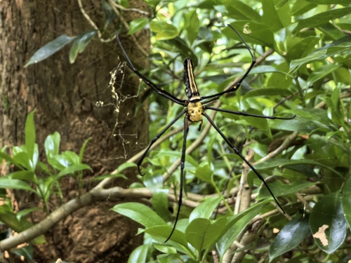Giant Golden Orbweaver