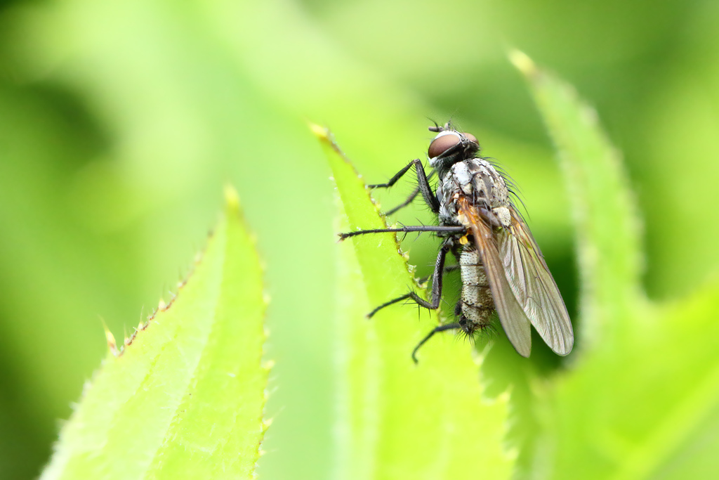 Hydrophoria silvicola