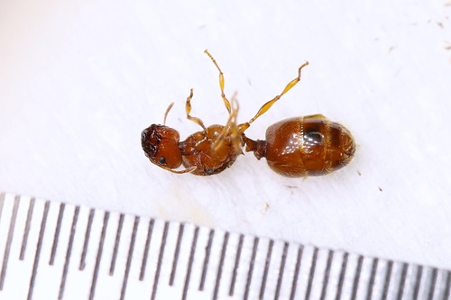 Pheidole fervida