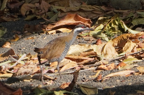 Barred Rail (Gallirallus torquatus), photo 4