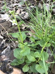 Cardamine rotundifolia