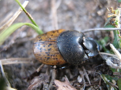 Onthophagus gibbulus